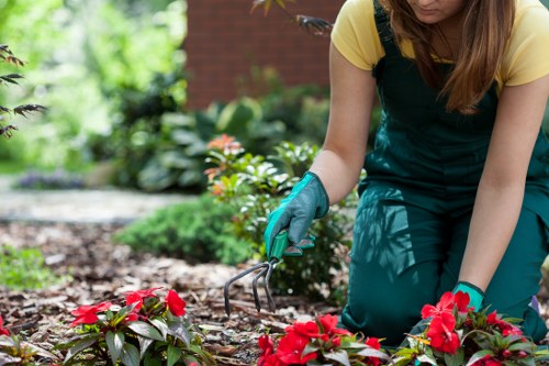 Professional pruning for an overgrown tree in Dalston