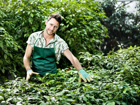 Aeration and lawn restoration in Dalston garden