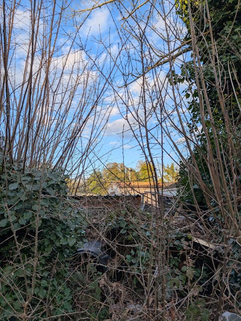 A garden scene viewed through dense, leafless branches and overgrown shrubs, with a clear blue sky and scattered clouds in the background. The garden features a mix of trimmed grass and unkempt areas 