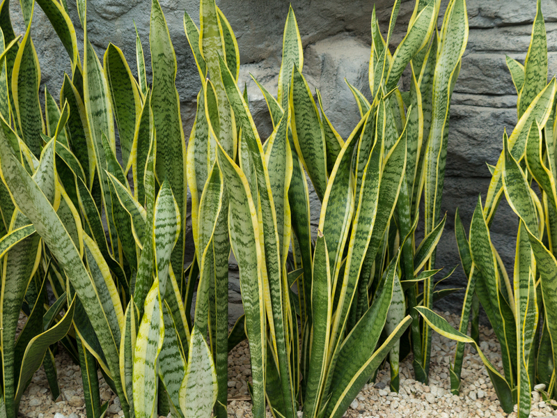 landscape design Garden