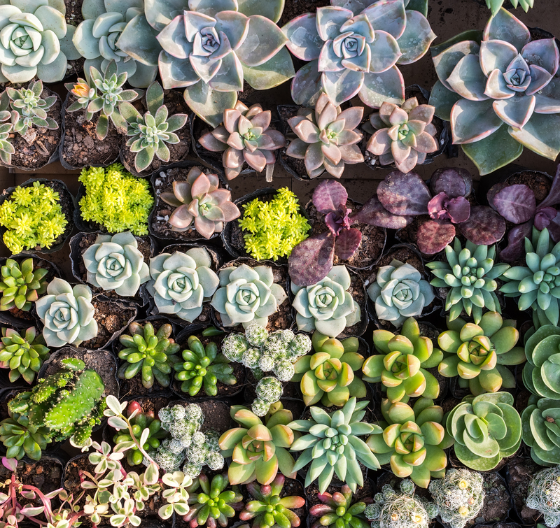 Hedge trimming hedge cutting